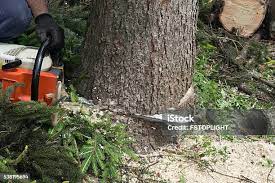 How Our Tree Care Process Works  in Grand Forks Af, ND